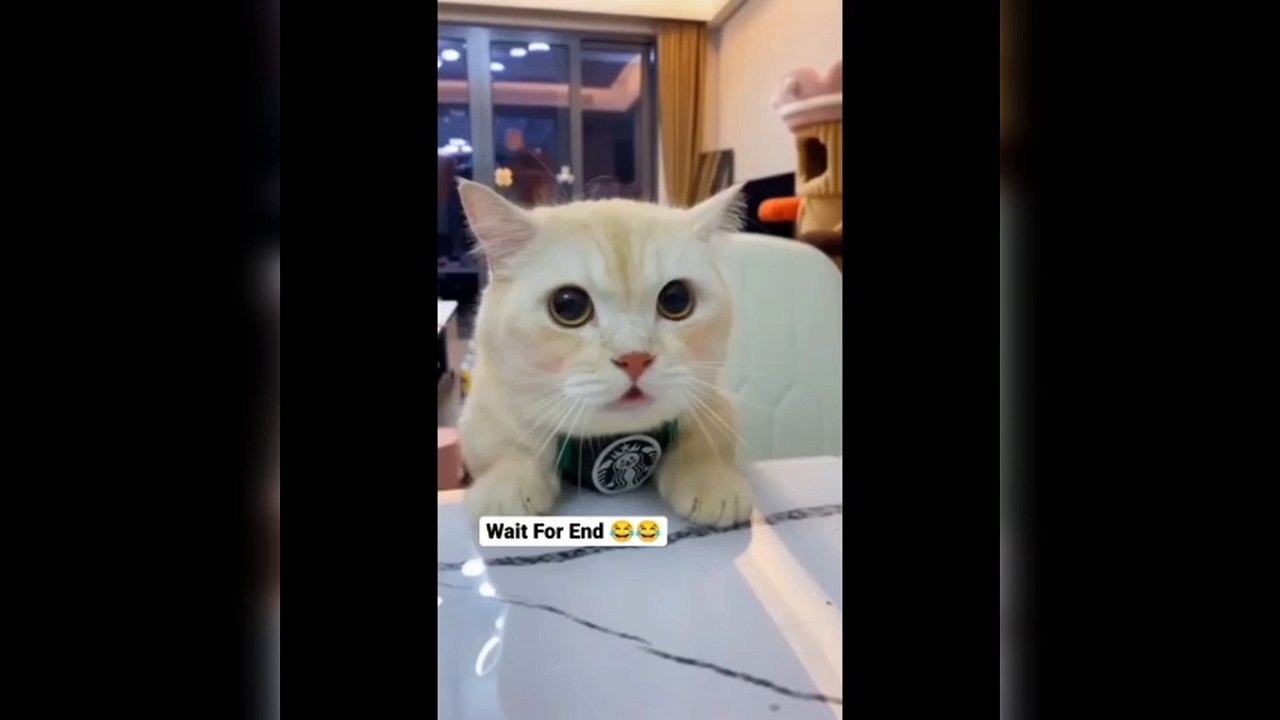 DJ cat