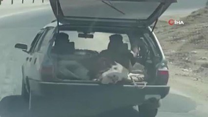 Koca ineği çanta gibi otomobilin bagajında taşıdılar