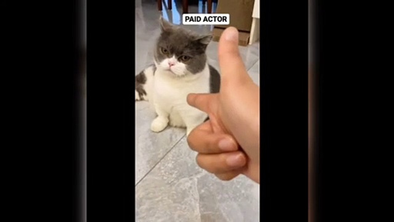 Best Actor Kitty