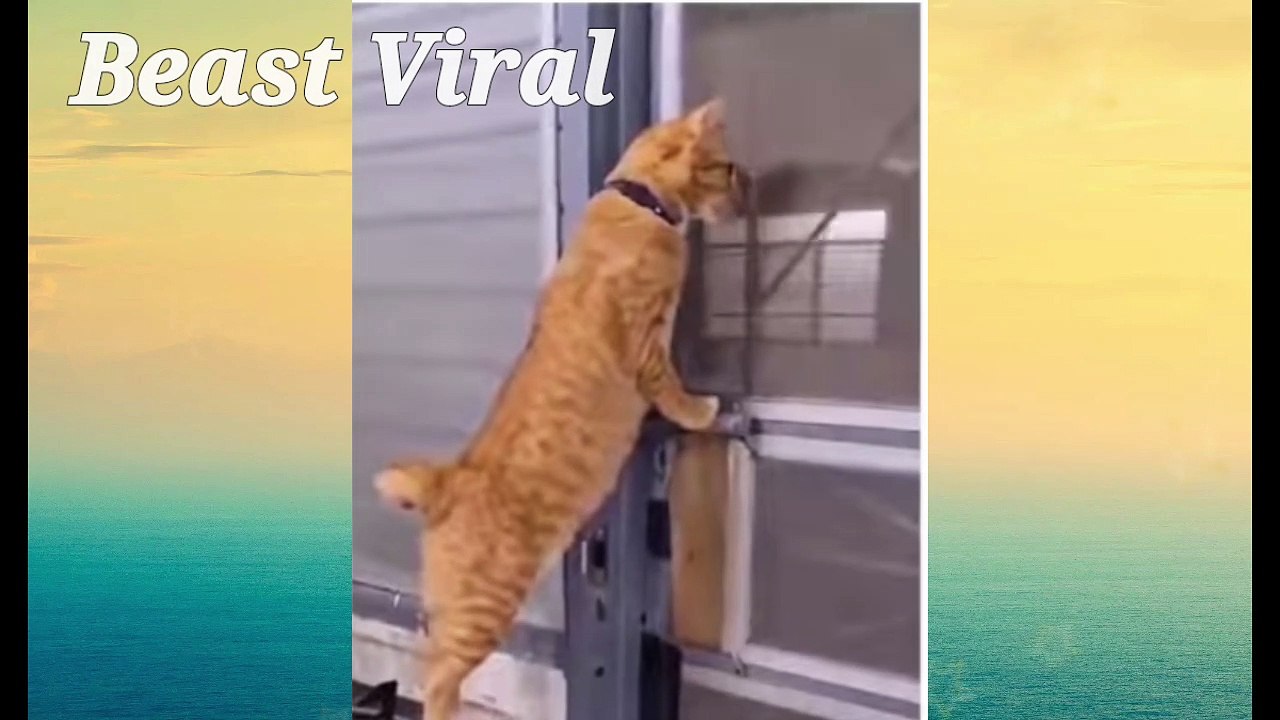 Cat playing with onther cat