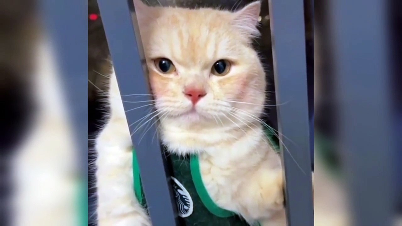 Cute Sweet kitty