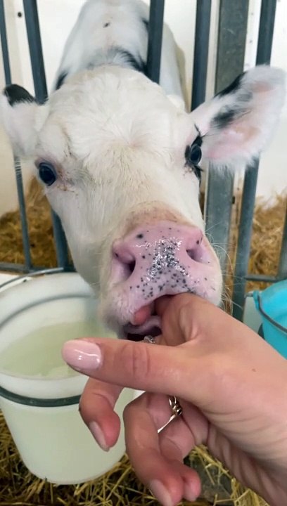 Baby Cows Love Sucking on Hands