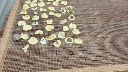 Comment on déshydrate de la  courgette avec un séchoir solaire.