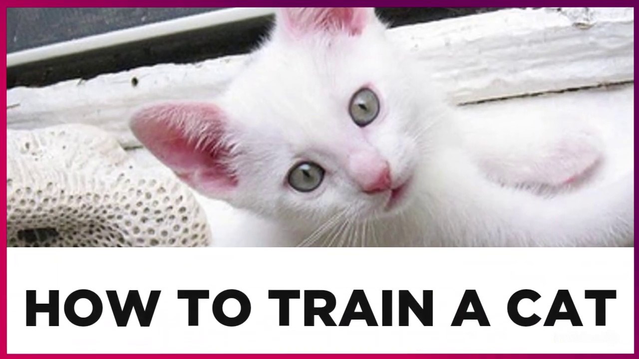 how to train your cat