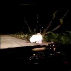 Road Trip Ghost Hunter Caught in Dashcam