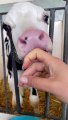 Baby Cows Love Sucking on Hands