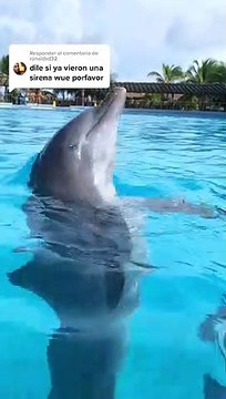 Delfines imitan el nado de diferentes animales a la perfección
