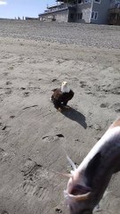 Feeding a Bald Eagle a Fish by Hand