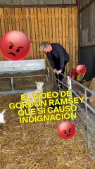 Gordon Ramsey causó indignación por este video con corderos bebé