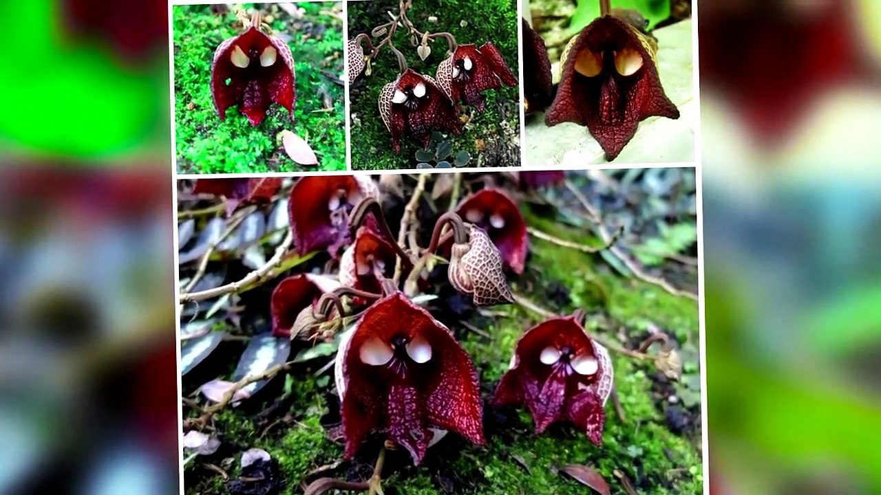 TOP 10 PLANTAS CON EXTRAÑOS PARECIDOS