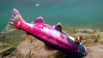 What if All Animals in The World Would Disappear