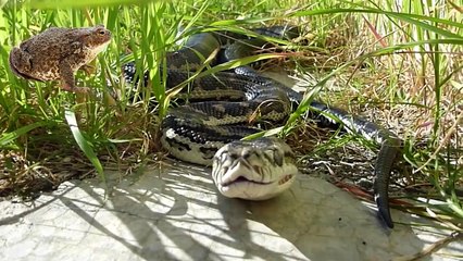 Here's Why Snakes Eat Themselves Alive