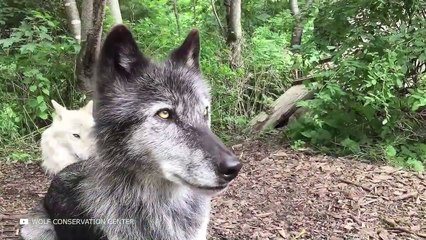 This is Why Hunters Never Touch Wolves With White Spot On Their Chest