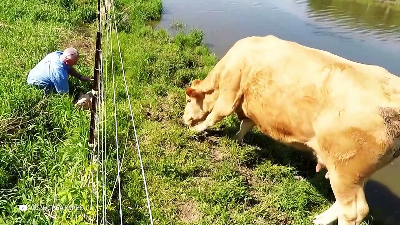 Animals That Asked People For Help