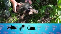 Alligator Snapping Turtle Rips Watermelon in a Second