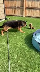Marmot Charges my 95lb German Shepherd