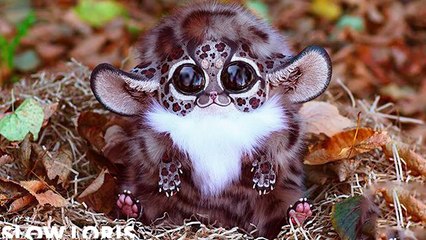 Deadliest Animals You Don't Want To Mess With