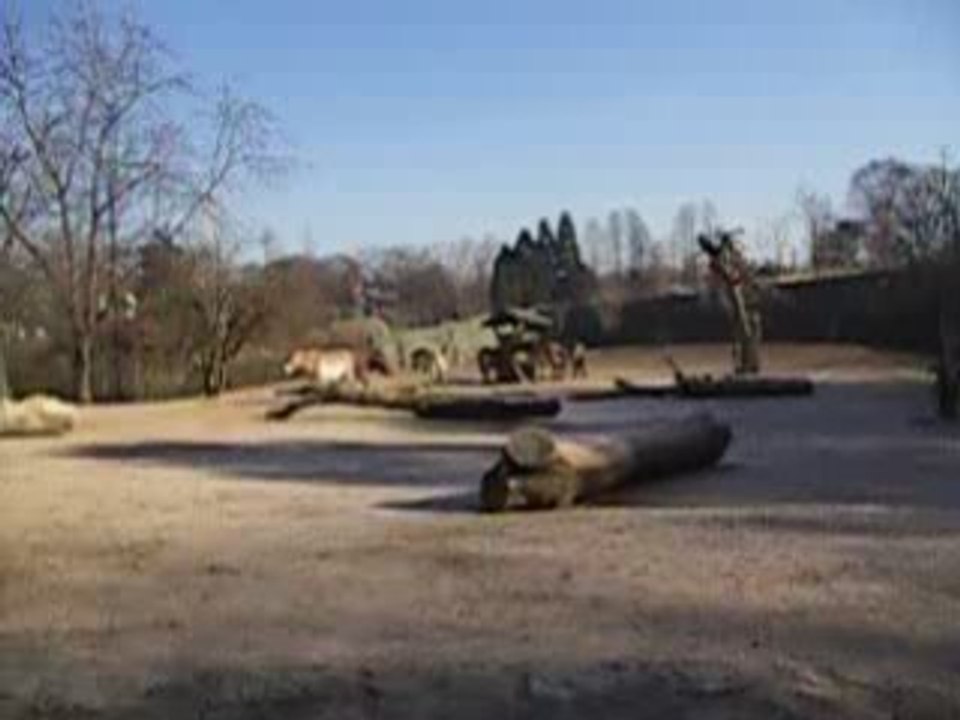 cheval de przéwalski