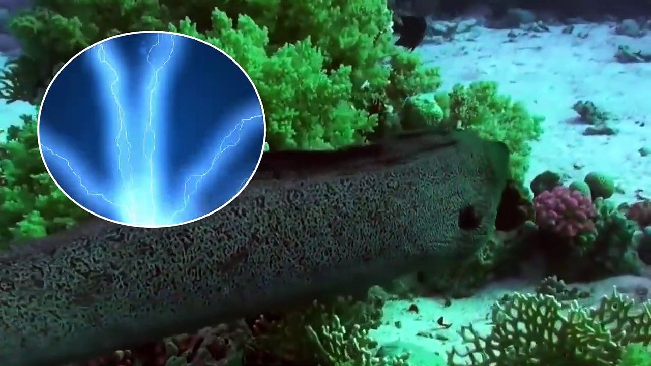 This Is the Most Dangerous Fish in the World