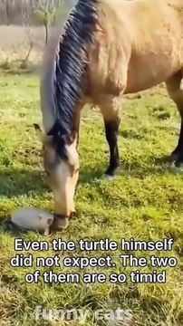 Funny Dog And Cat Funniest person funny Animals Moment funny animals videos