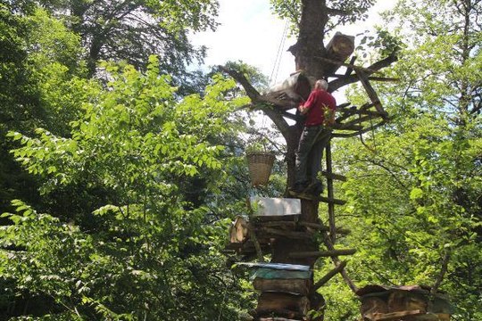 DEV AĞAÇLARDA KARA KOVAN BAL MESAİSİ