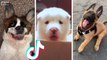 Best Doggos & Cutest Puppers on TikTok