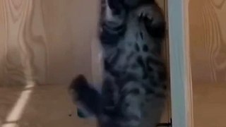 Baby Cats - Cute and Funny Cat Videos Compilation #36