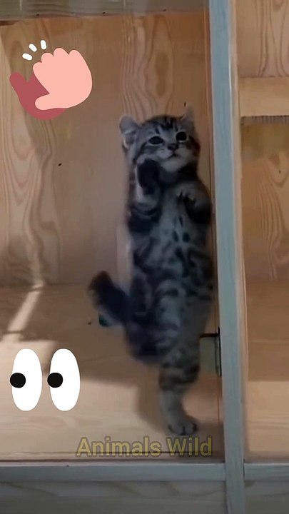 Baby Cats - Cute and Funny Cat Videos Compilation #36