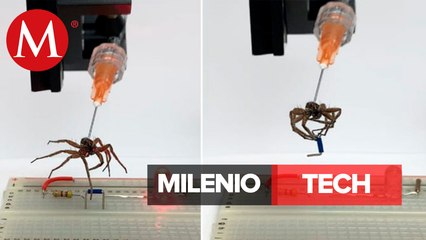 Crean necrobots de arañas muertas | Milenio Tech