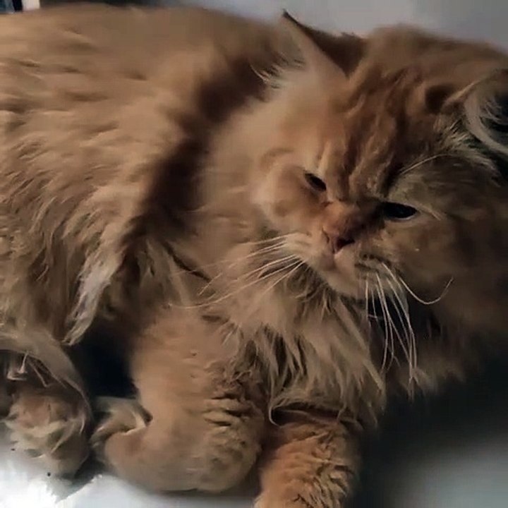 Funny Cat