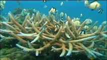 Great Barrier Reef coral cover at record levels, reports shows