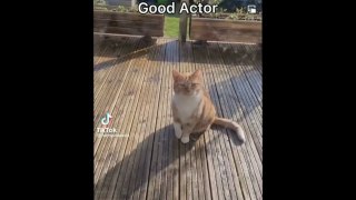 Funny cats videos ever  funny cute cats  Cat fun