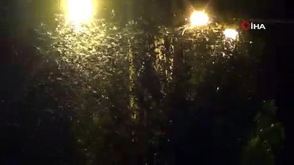 Şırnak'ta çekirge istilası