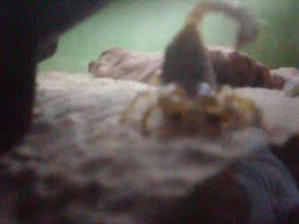 Mon scorpion