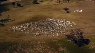 Avustralyalı çift cenazesine gidemedikleri teyzeleri için koyunlarıyla kalp çizdi
