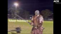 Swordcraft Newcastle: meet Nibbles | Newcastle Herald | Friday August 5 2022