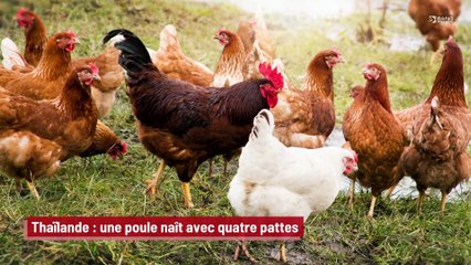 Cette poule a une particularité physique surprenante !