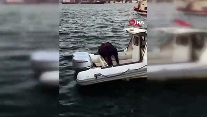 Son dakika haberi | İstanbul Boğazı'nda ölüm kalım mücadelesi kamerada