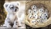 AWW SO CUTE! Cutest baby animals Videos Compilation Cute moment of the Animals | Cutest Animals #5