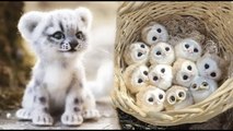 AWW SO CUTE! Cutest baby animals Videos Compilation Cute moment of the Animals | Cutest Animals #5