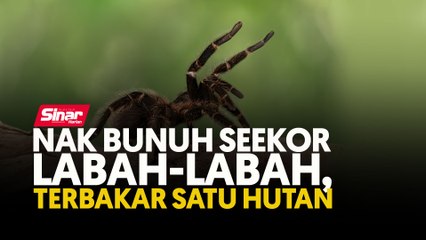 Nak bunuh seekor labah-labah, terbakar satu hutan