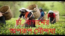 চা বাগানের অপরূপ সৌন্দয্য | Tea garden sylhet