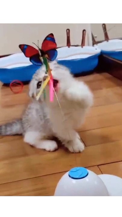 Baby Cats - Cute and Funny Cat Videos Compilation #56 #babycats #babycat #catbaby #cutebaby #cutecats #cutecat #funnycats #funnycat #cutestcats #cutestcat #