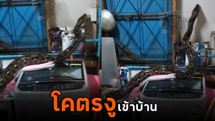 ขนลุกซู่ ! งูเข้าบ้าน ตัวเล็ก ๆ ก็ว่าช็อกแล้ว เจอตัวนี้ แม่เจ้า.. มันใหญ่มากกก !!