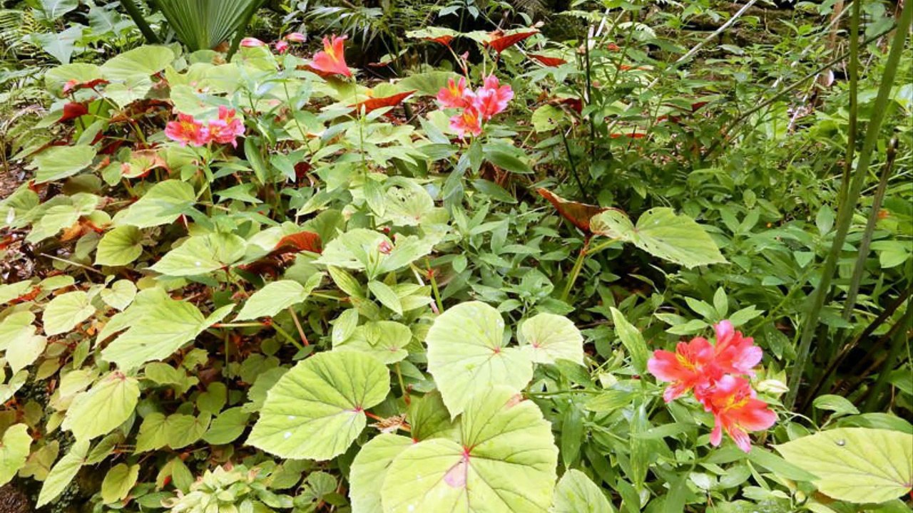 France (Bretagne, jardins Georges Delaselle, île de Batz)