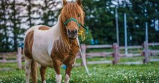 5 poneys s'échappent de leur enclos, ils sont retrouvés 2 jours plus tard grâce à un incroyable coup de chance