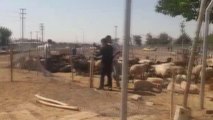 Diyarbakır gündem haberi | DİYARBAKIR - Kaçak hayvan pazarı iş makineleriyle yıkıldı