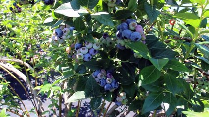 Tavsiye üzerine dikti, yılda 300 bin TL kazanıyor