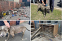 Sheffield Headlines 4th August: Dogs rescued by Police officers  after being found in yards of faeces and litter