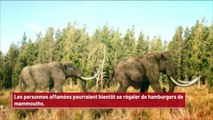 Des hamburgers de mammouths pourraient être bientôt au menu